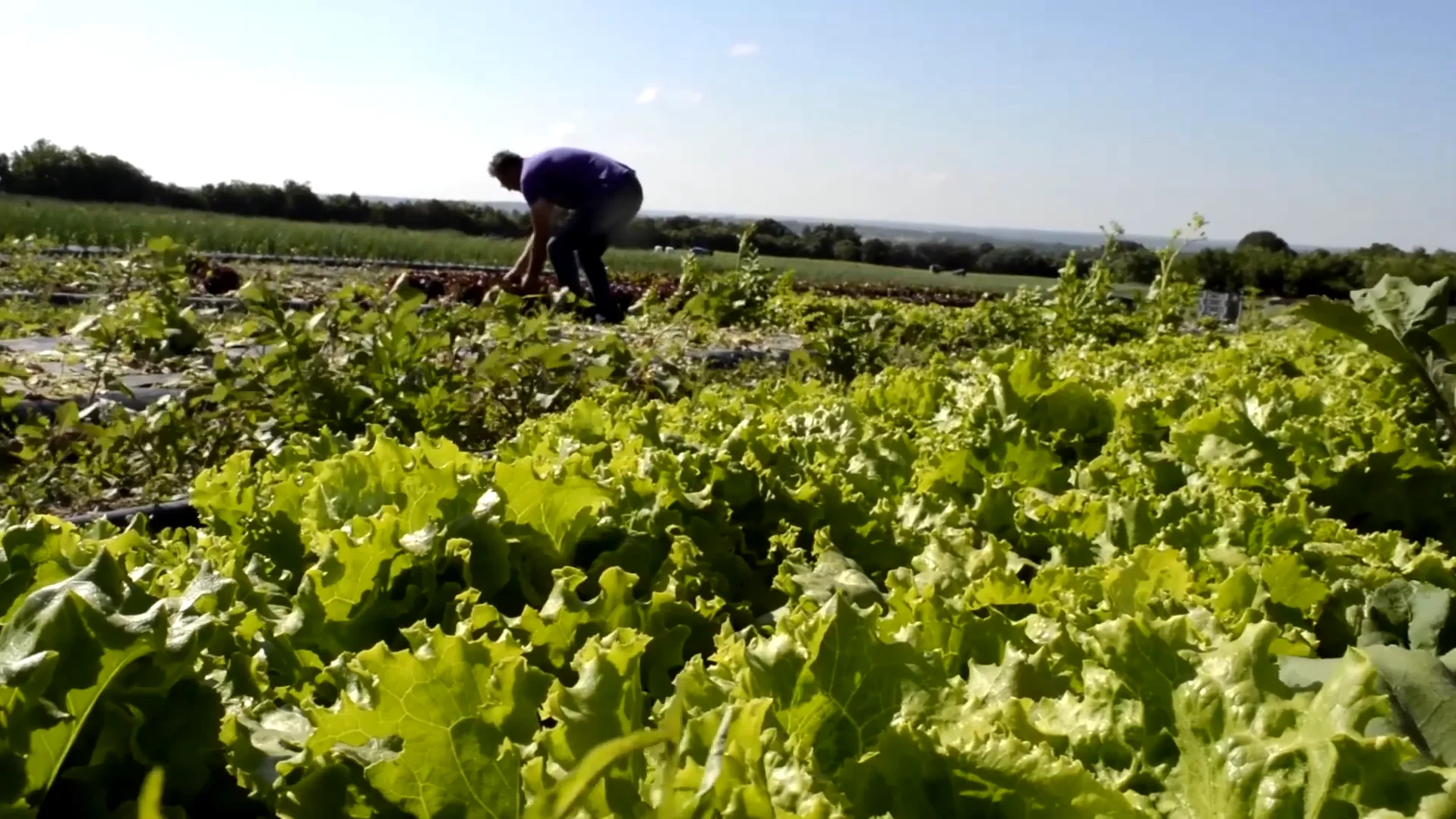 Les coulisses du champ à l'assiette