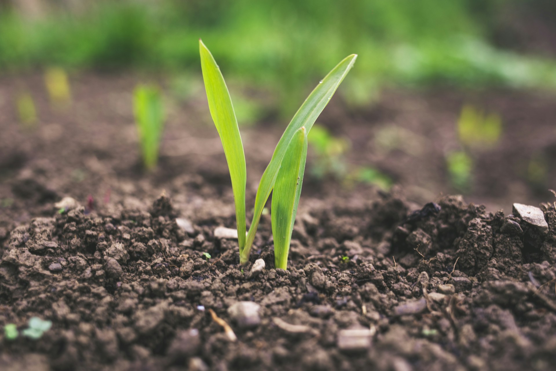 Projet Prophyl - Agriculture et technologie